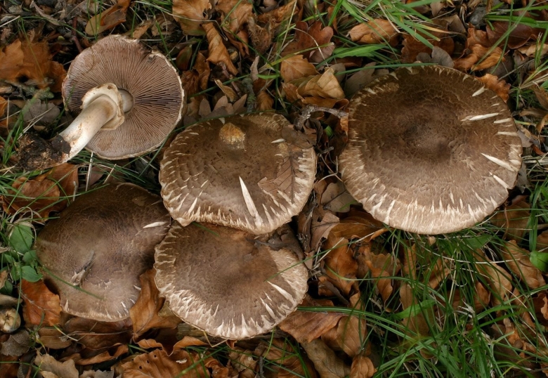 Шампиньон Лесной Agaricus silvaticus