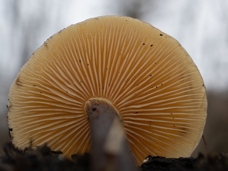 Зимний опенок фламмулина