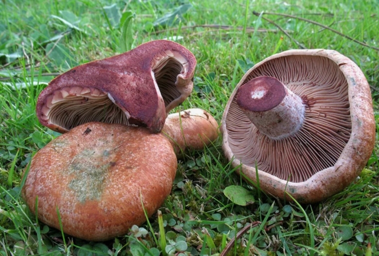 Lactarius sanguifluus
