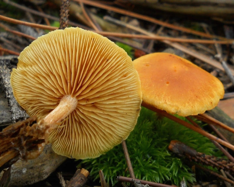 Гимнопил проникающий Gymnopilus penetrans