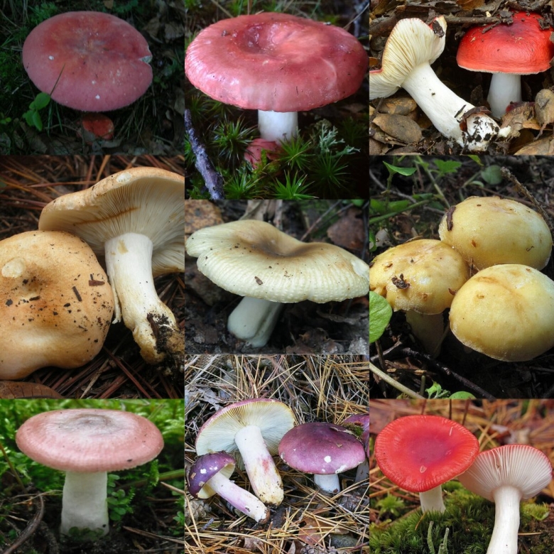 Сыроежки съедобные