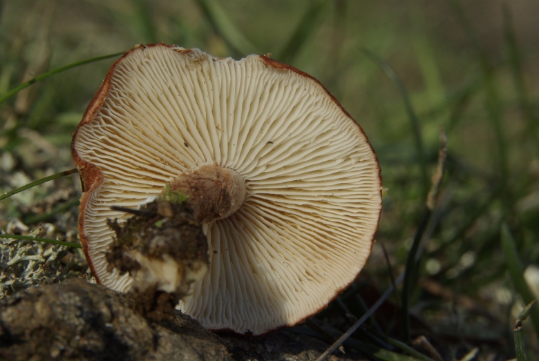 Полевка гриб