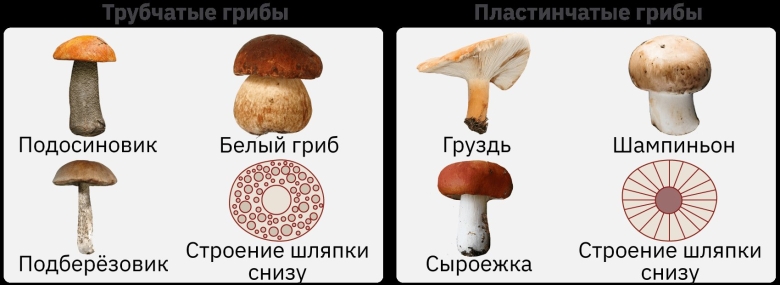 Пластинчатые и трубчатые грибы строение