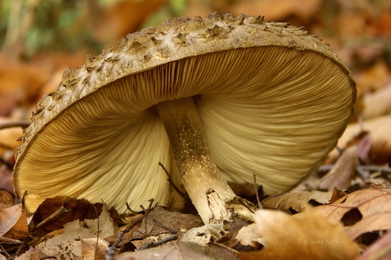 Пластинчатые грибы