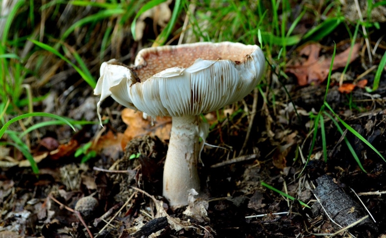Мухомор серо-розовый amanita rubescens