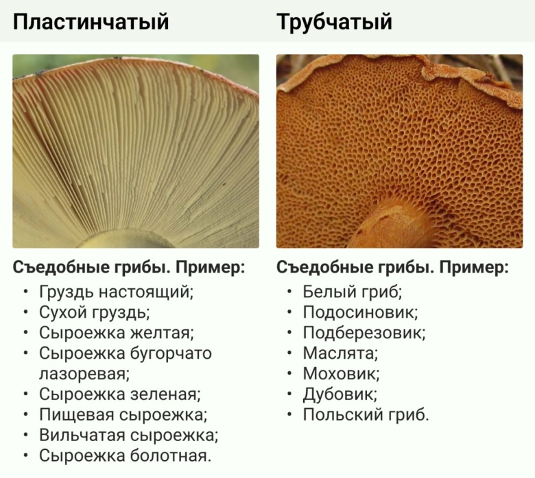 Как отличить съедобный гриб от несъедобного