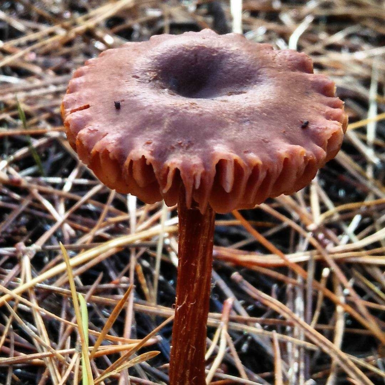 Лаковица аметистовая гриб