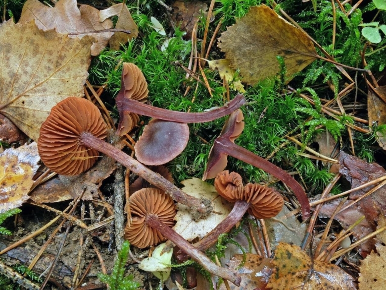 Паутинник багряный Cortinarius PURPURASCENS