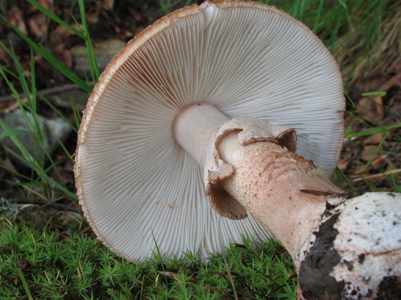 Гриб amanita rubescens
