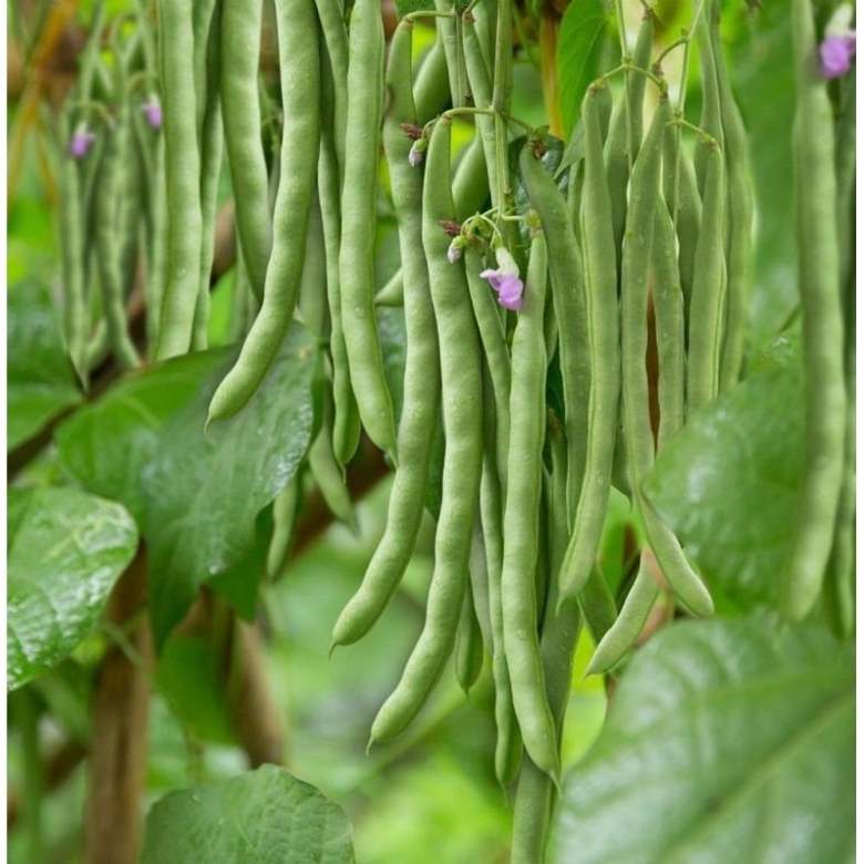Фасоль мунг растение
