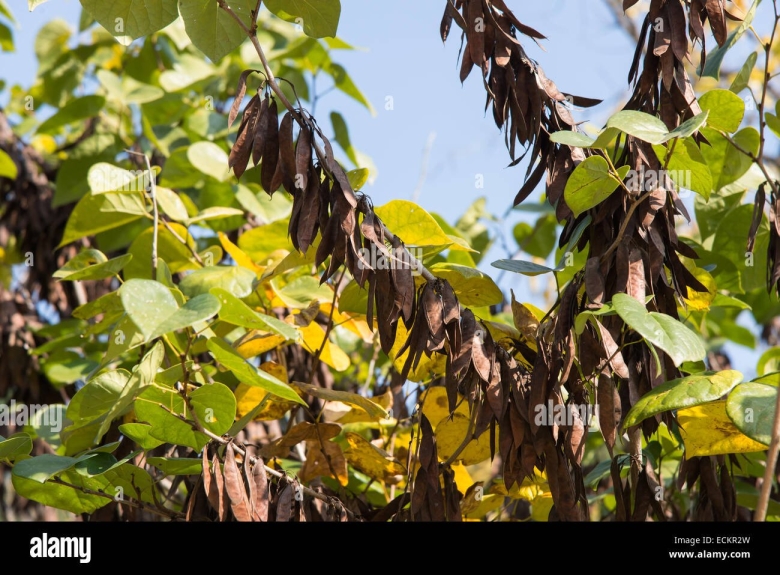Дерево с фасольками
