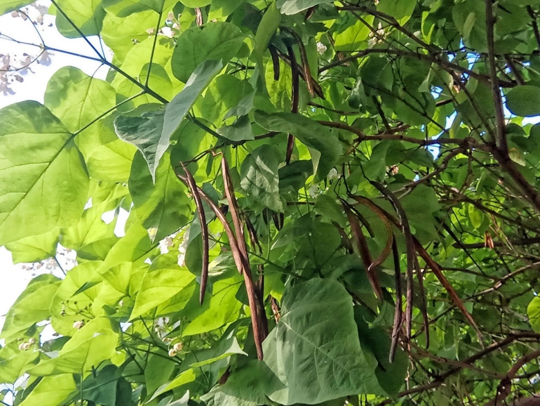 Катальпа дарахти