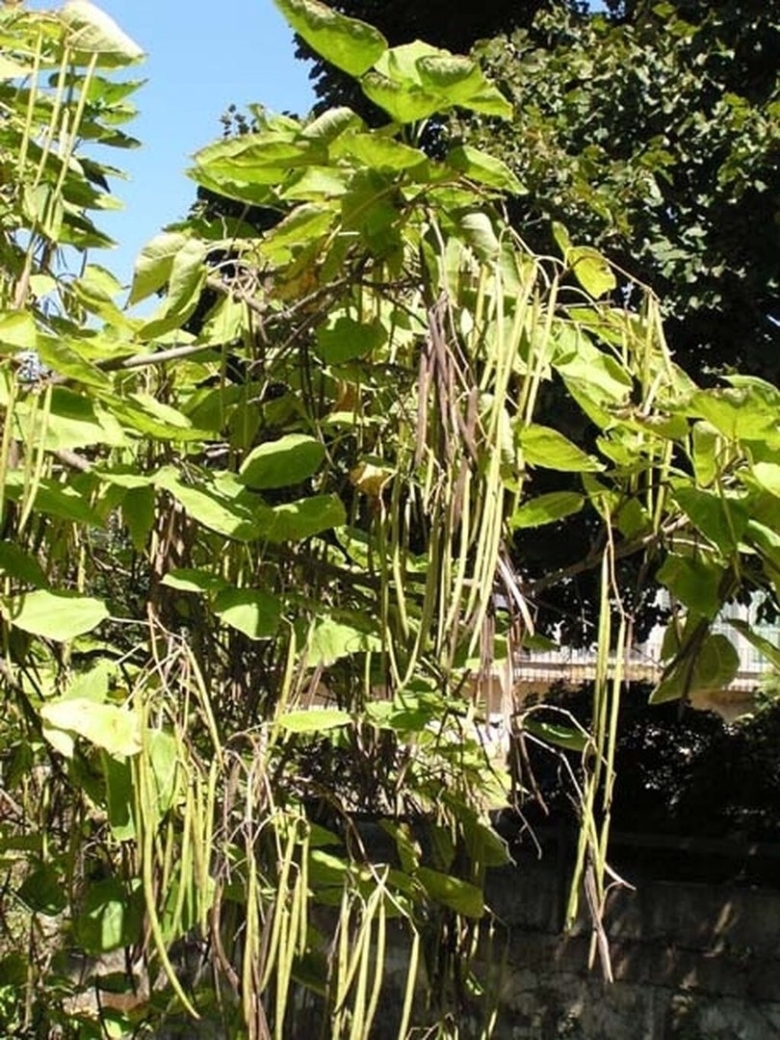 Фасолевое дерево катальпа