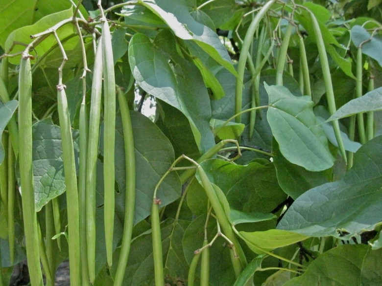 Катальпа бигнониевидная стручки