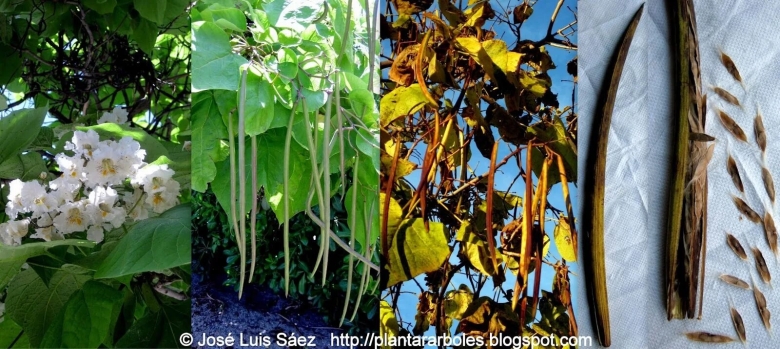 Макаронное дерево катальпа семена