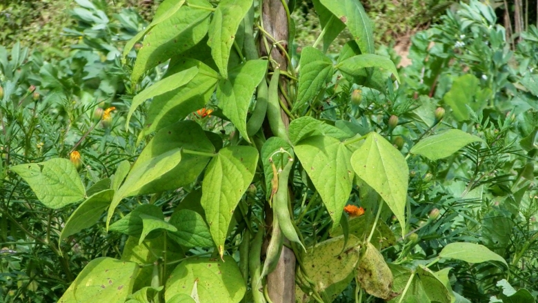Фасоль растение