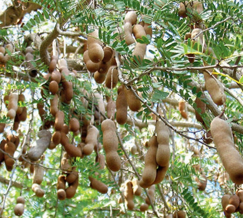 Манильский тамаринд