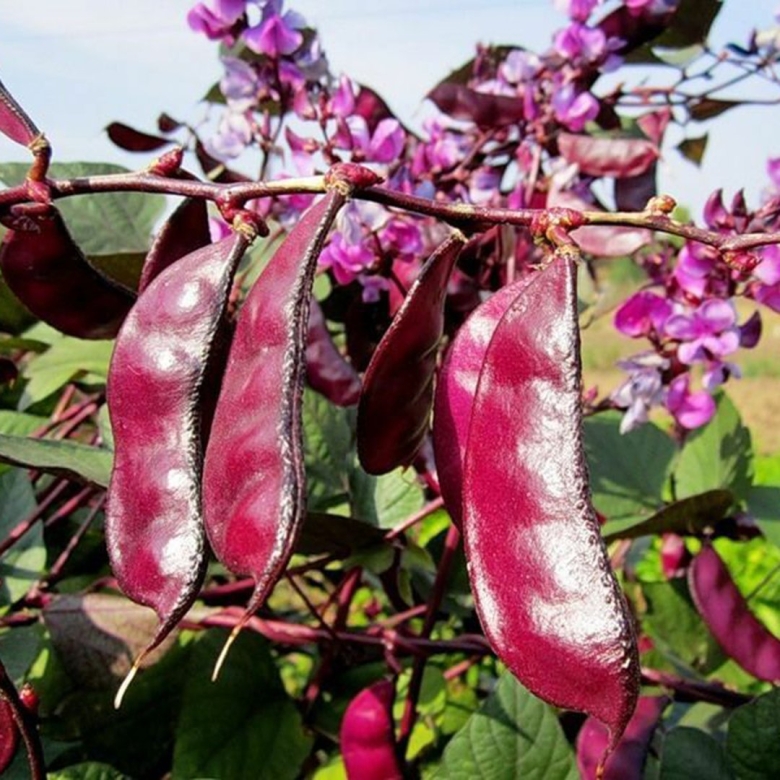 Долихос вьющаяся сирень