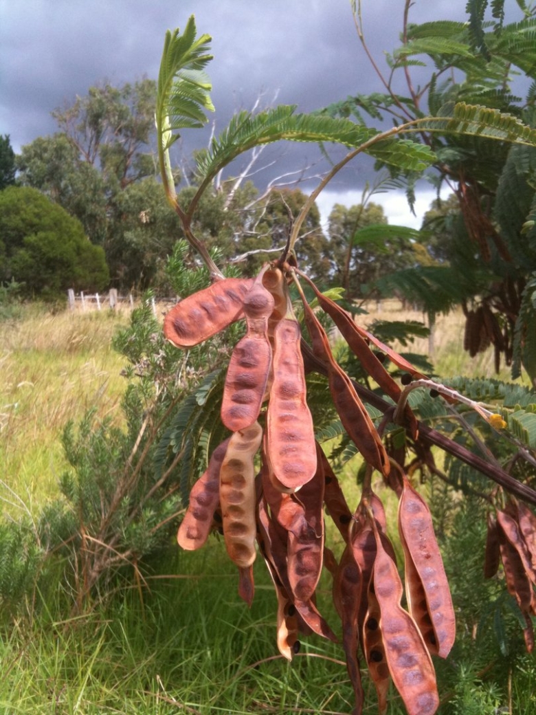Индийская Акация дерево