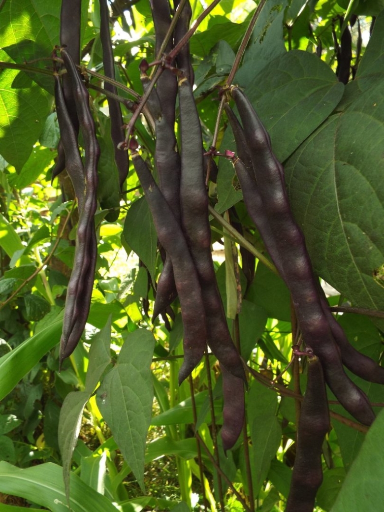 Катальпа бигнониевидная стручки