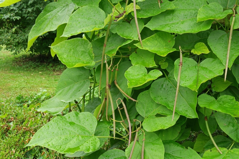 Фасолевое дерево катальпа