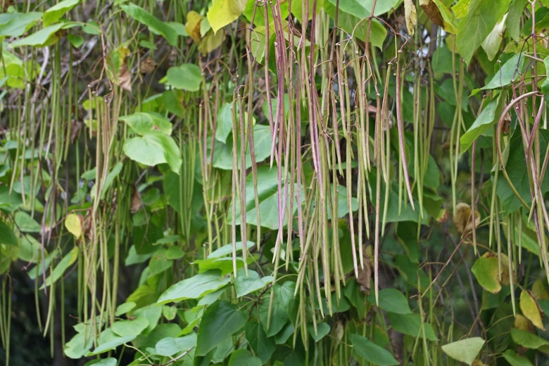Макаронное дерево катальпа семена