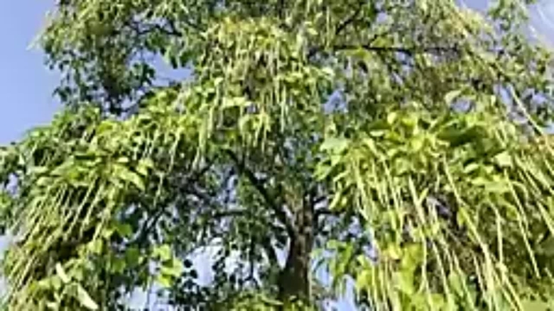 Макаронное дерево катальпа