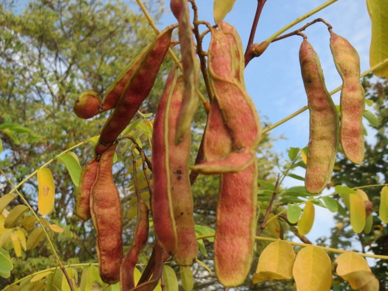 Робиния ложноакациевая плоды