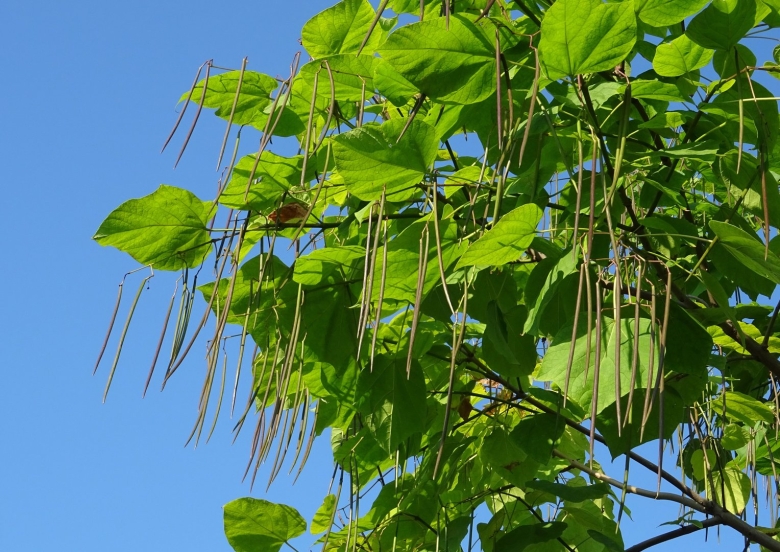 Макаронное дерево катальпа