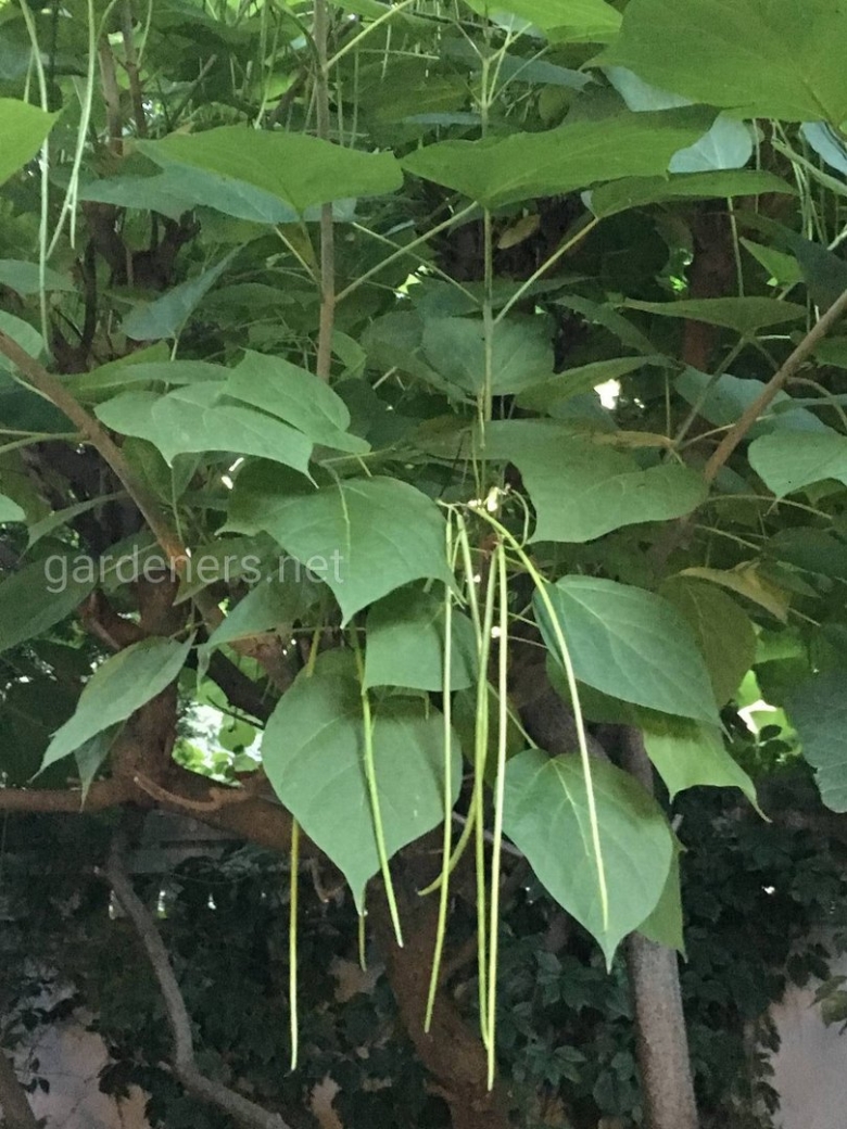 Катальпа бигнониевидная