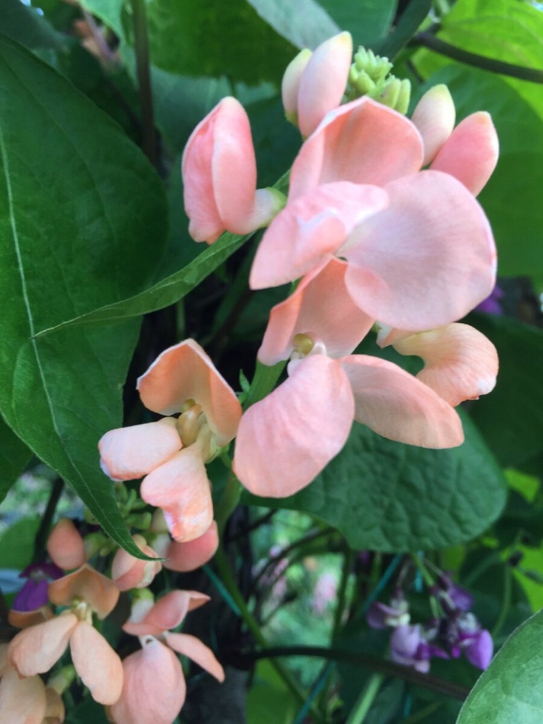 Вигна фасоль декоративная