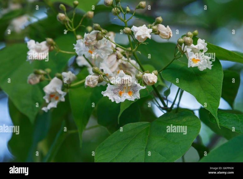 Катальпа бигнониевидная