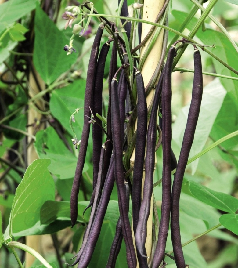 Фасоль спаржевая Мавританка