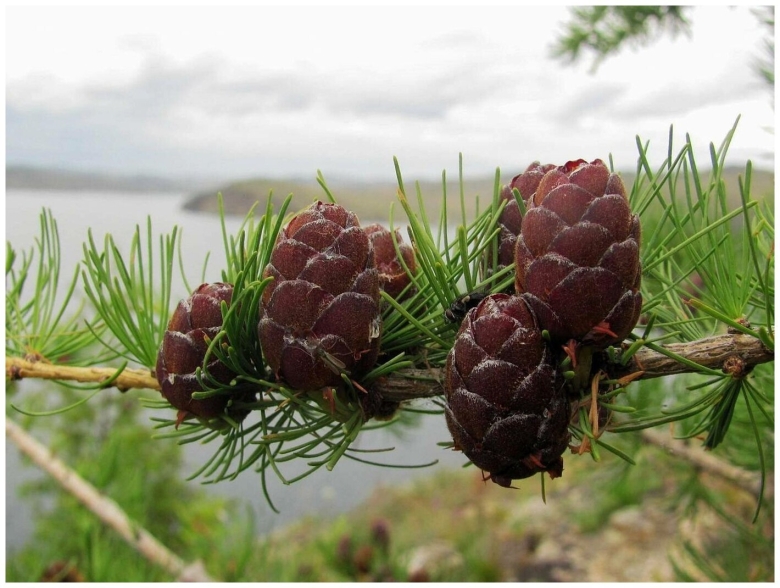 Лиственница Сибирская Larix sibirica