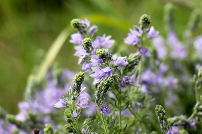 Полевой цветок Медовник сиреневый