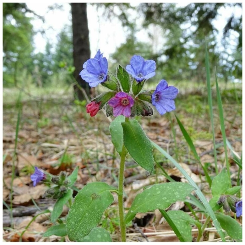 Медуница растение