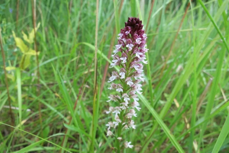 Орхидная горка Вышневолоцкого района