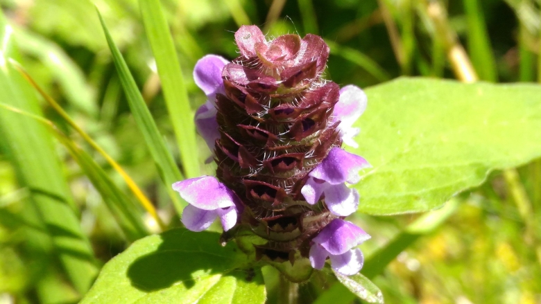 Черноголовка прунелла обыкновенная