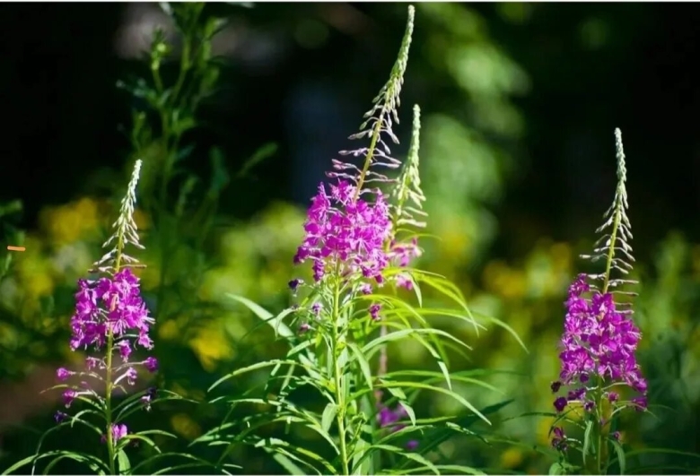 Кипрей узколистный иван чай