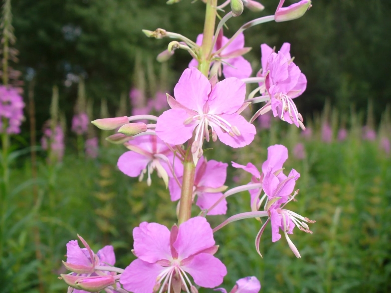 Иван чай узколистный