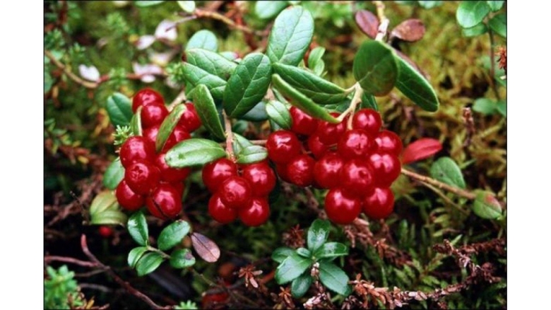 Ягода толокнянка и брусника