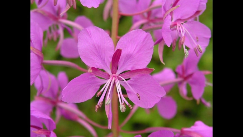 Chamerion angustifolium