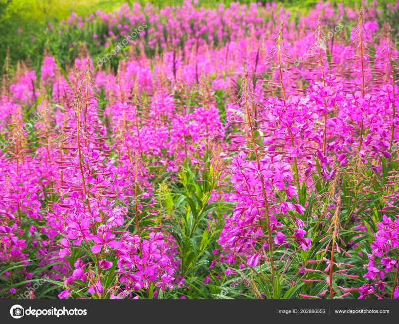 Кипрей узколистный иван чай