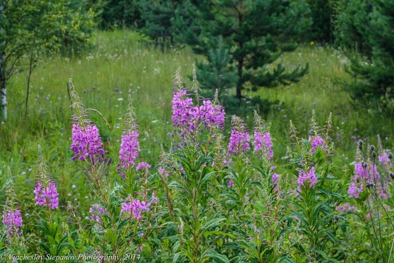 Растения Тверской области
