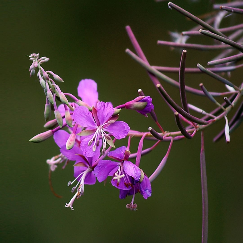 Кипрей узколистный Ботаническая