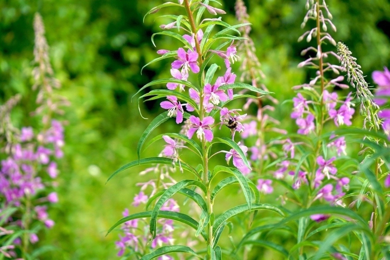 Иван чай узколистный