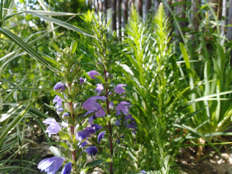 Змееголовник молдавский