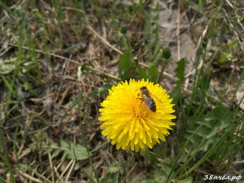 Одуванчик лекарственный фото