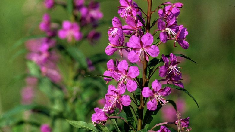 Иван чай широколистный