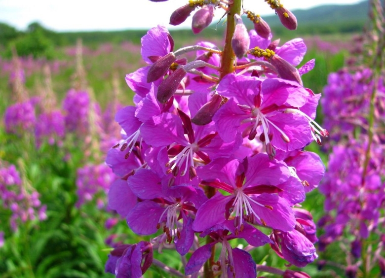 Кипрей узколистный